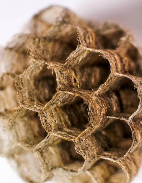 Bellissimo nido d'ape vespa macro fotografia sfondo bianco - Foto, immagini
