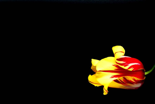 Žlutá a červená na černém pozadí umístěném na jedné straně spodního rohu, Tulipa Gesneriana - Fotografie, Obrázek