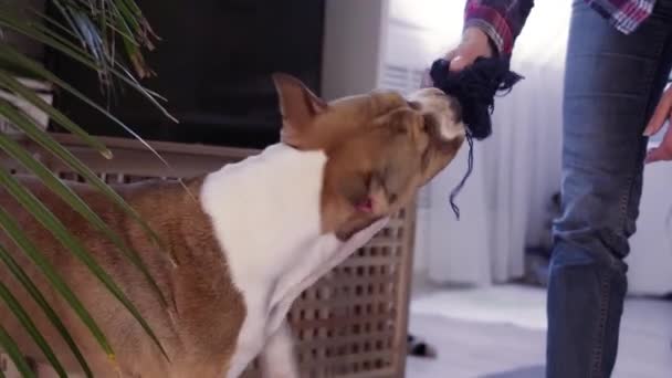 American Staffordshire Terrier cachorro masticando un juguete. Retrato de cerca. El concepto de mantener perros, mascotas en la casa. - Imágenes, Vídeo