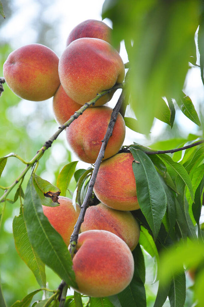 On the branch of a tree with green leaves grow ripe peach fruits - Photo, image