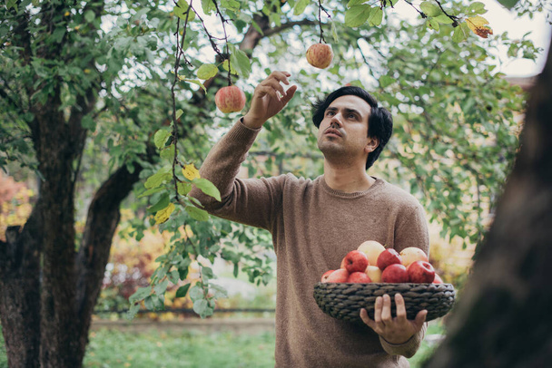 Een mannelijke boer plukt appels in de tuin. Jongeman met een mand van rode appels in handen in de takken van een appelboom. - Foto, afbeelding