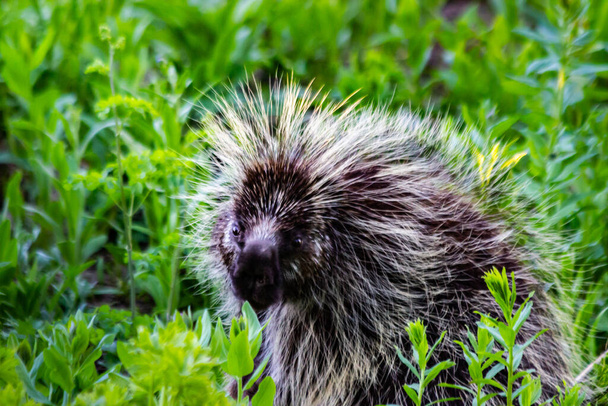 A porcupine pair forage in the mountain meadows of Utah - Photo, Image
