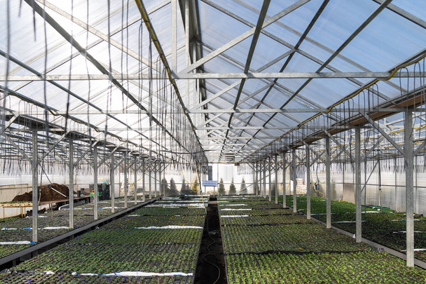 Θερμοκήπια και γεωργικές επιχειρήσεις: φυτεία σε βιομηχανικά φυτώρια για δενδροκηπευτικά - Φωτογραφία, εικόνα