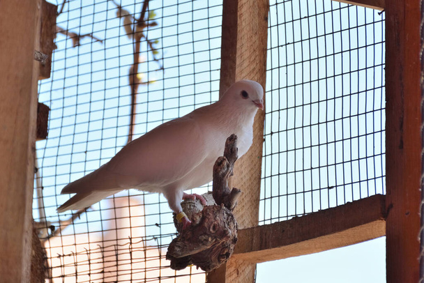 Белый чистокровный голубь стоит на ветвях в деревянной клетке в солнечный весенний день - Фото, изображение