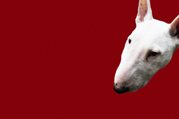 Głowica terrier byka na czerwonym tle - Zdjęcie, obraz