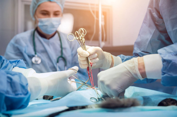 Veterinarian surgeons in operating room doing cat neutering - 写真・画像