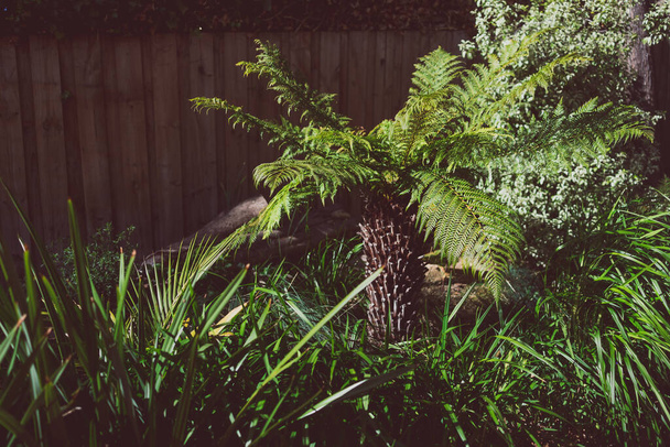 fern tree outdoor in sunny backyard surrounded by grasses and tropical plants shot under harsh sunlight with lots of contrast - Фото, изображение