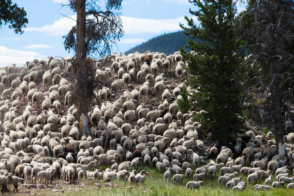 Баскские овчарки в Высоких Уинтах штата Юта. - Фото, изображение
