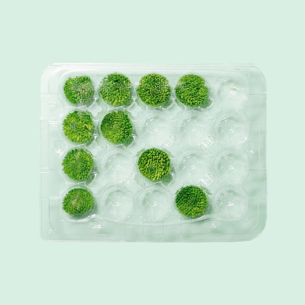 Absztrakt bal nyíl koncepció. Friss zöld zinnia virágos fejek újrahasznosított műanyag dobozban. Szép pasztell zöld háttér. - Fotó, kép
