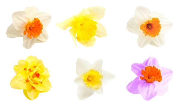Verschiedene Narzissenblüten auf weißem Hintergrund - Foto, Bild