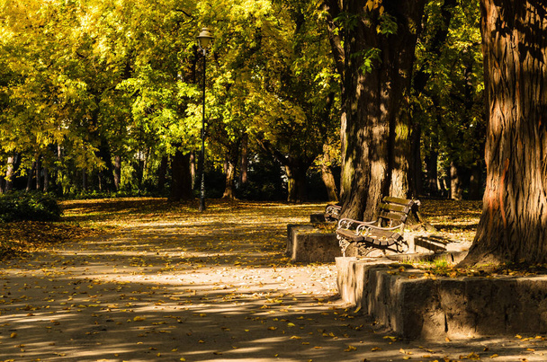 City park in Novi Sad in the autumn period of the year. Autumn landscape with sunny trees in the city park - Photo, Image