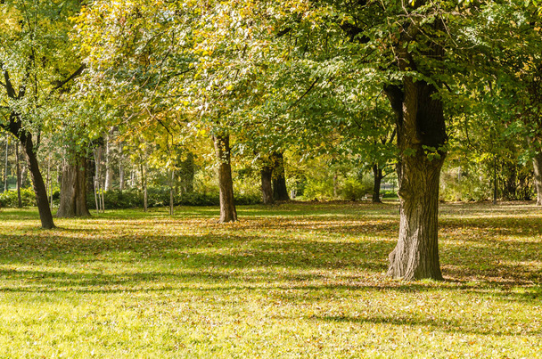 Autumn landscape in one of the parks, the city of Novi Sad - Serbia  - Фото, зображення
