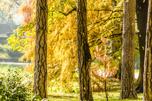 Syksyllä maisema yksi puistoista, kaupungin Novi Sad - Serbia  - Valokuva, kuva
