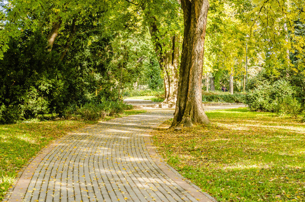 ノヴィ・サド市の公園の一つで秋の木々の間を歩く歩道-セルビア  - 写真・画像