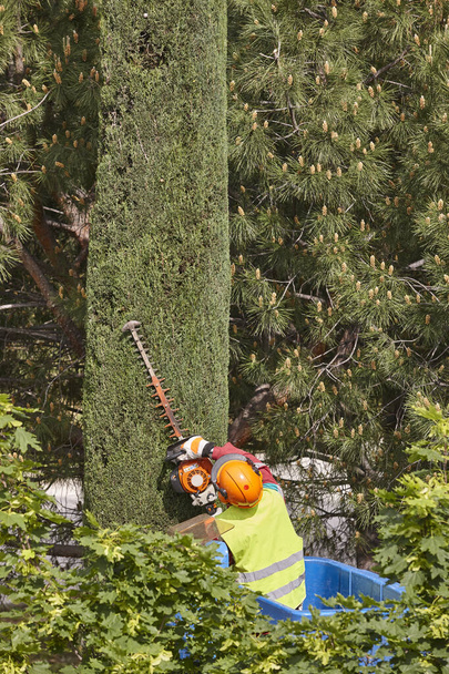 Gardener pruning a cypress on a crane. Seasonal trees maintenance - Photo, Image