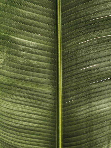 Palm tree leaf texture. Beautiful summer exotic tropical nature background. Summer travel, vacation concept. - Photo, Image