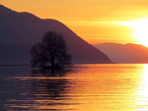 L'île de Peilz avec un grand platane (île de Peilz ou île de Guano) dans le lac Léman (lac de Geneve, lac Leman ou Genfersee), Villeneuve - Canton de Vaud, Suisse (Suisse) - Photo, image