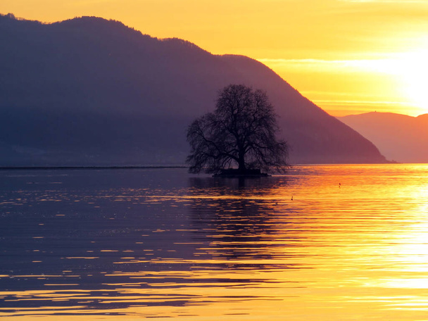 Остров Пез с большим платановым деревом (остров Иль-де-Пез или Гуано) в озере Женева (lac de Geneve, lac Leman или Genfersee), Вильнёв - кантон Вод, Швейцария (Suisse)) - Фото, изображение