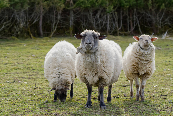 Koyunlar taze ot yiyor. İlkbahar tarlasında kısırlaştırılmamış koyun. Kameraya bakan koyunlar, çiftçilik, bedava otlatma konsepti - Fotoğraf, Görsel