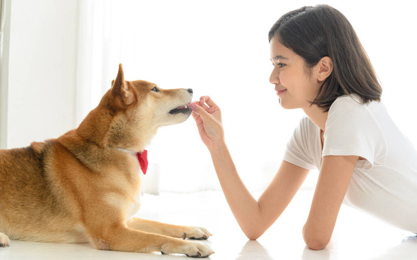 Yerde oturup Shiba Inu Japon köpeğiyle oynayan neşeli, neşeli, genç Asyalı kadın, insanlarla ve evcil hayvanlarla neşeli ve sevimli çift, insanlar ve evcil hayvan. Evcil hayvan sevgisi kavramı - Fotoğraf, Görsel