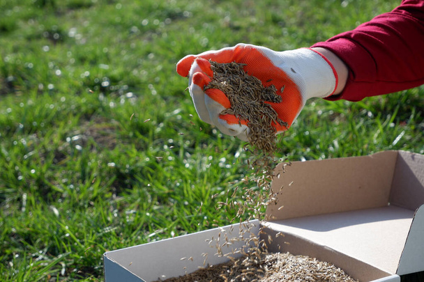 Semer la pelouse au printemps. Une main féminine dans un gant tient les graines de gazon sur une boîte en carton, sur un fond d'herbe verte. - Photo, image
