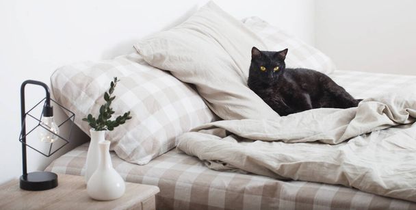 black cat on bed in bedroom - 写真・画像