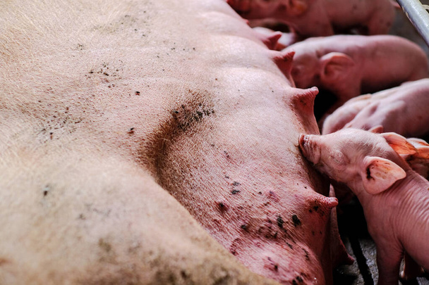 Grupa prosiąt z trzodą chlewną w tradycyjnym rolniczym przemyśle mięsnym - Zdjęcie, obraz
