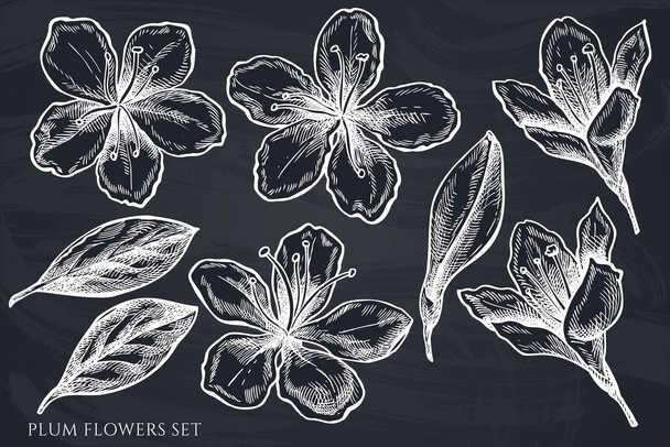 Vector set of hand drawn chalk plum flowers - Вектор,изображение