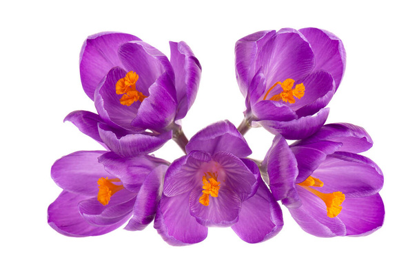 Crocus bloemen geïsoleerd op witte achtergrond. Sluit de saffraanbloem. Bovenaanzicht. - Foto, afbeelding