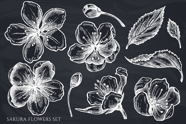 Vector set of hand drawn chalk sakura flowers - Vettoriali, immagini