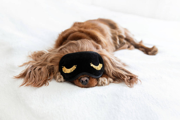 carino cane in dormire maschera pisolino su il camera da letto - Foto, immagini