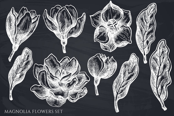 Vector set of hand drawn chalk magnolia flowers - Вектор,изображение
