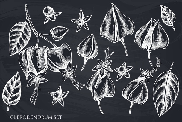 Vector set of hand drawn chalk clerodendrum - Vector, afbeelding