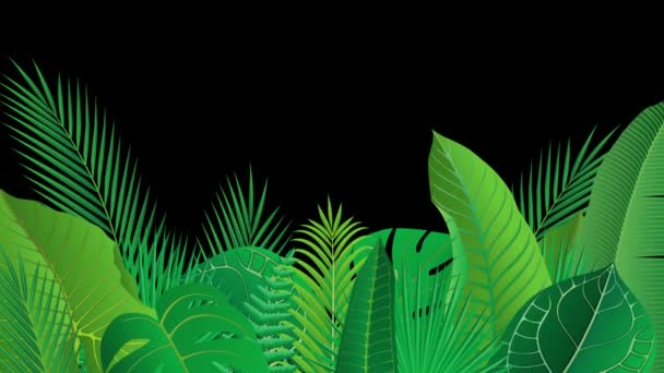 Leaves of tropical plants. Video material  - Footage, Video