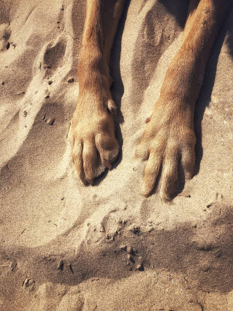 Les jambes et les pattes d'un chien de compagnie reposant et étendu sur un fond de plage de sable pendant les vacances d'été  - Photo, image