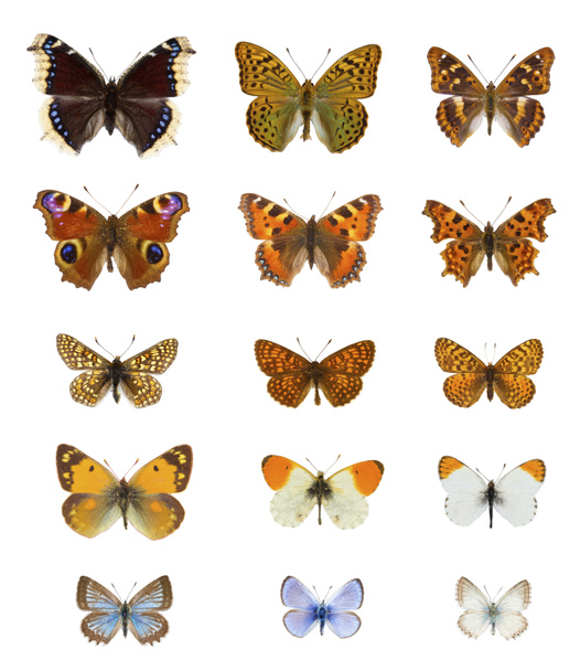 Beyaz arka planda 20 renkli Avrupalı kelebek türü - Fotoğraf, Görsel