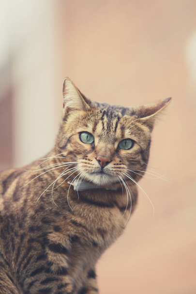 Um retrato de perto de um belo gato de estimação Tabby ou Bengala olhando despreocupadamente para a câmera. - Foto, Imagem