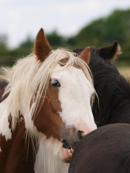 Zwei Ponys pflegen sich gegenseitig auf der Koppel. - Foto, Bild