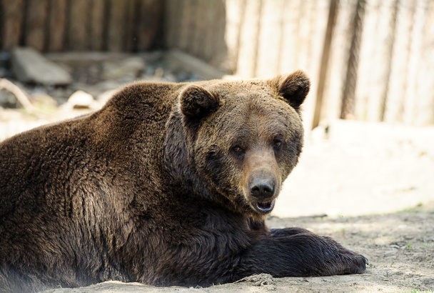 Brown bear - Fotó, kép
