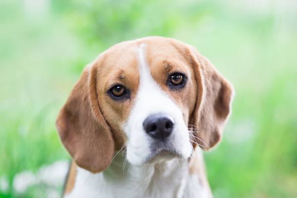 beagle portret - Foto, afbeelding
