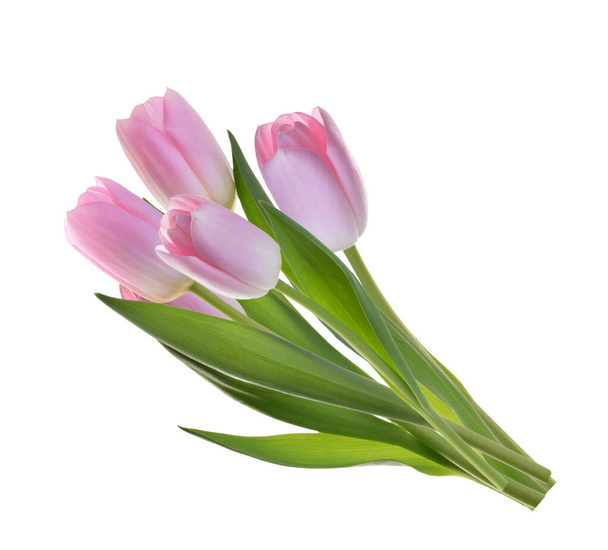 ροζ λουλούδια τουλίπας απομονωμένα χωρίς σκιά  - Φωτογραφία, εικόνα