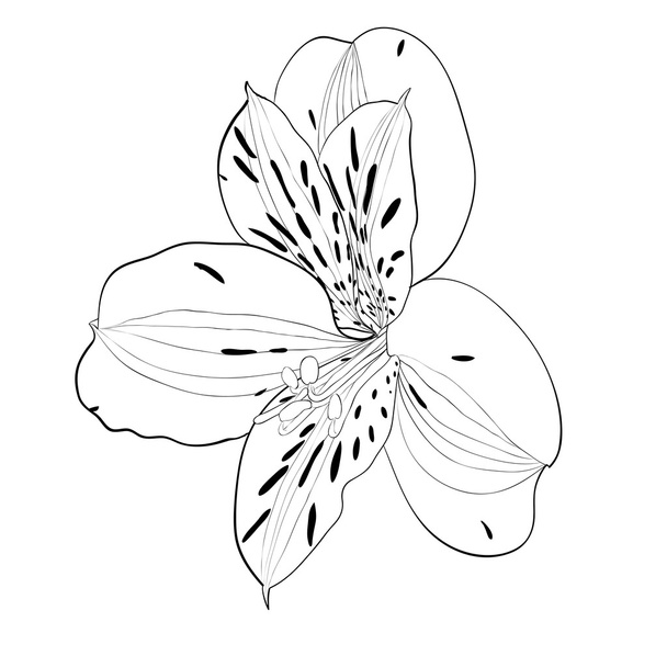 分離された美しいモノクロ、黒と白のアルストロメリアの花. - ベクター画像