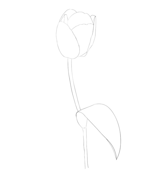 beautiful monochrome black and white tulip flower isolated on white background. - Vektor, obrázek