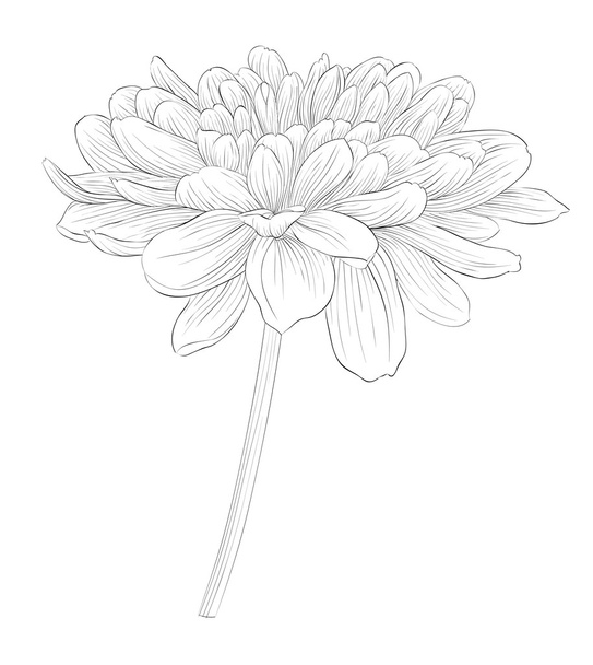 beautiful monochrome black and white dahlia flower isolated on white background. - Vector, Image
