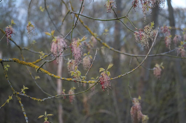 Acer negundo, de box elder, boxelder esdoorn, Manitoba esdoorn, as-blad esdoorn, bloeit met prachtige katjes in het voorjaar. Marzahn-Hellersdorf, Berlijn, Duitsland  - Foto, afbeelding