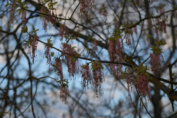 Acer negundo, the box elder, boxelder maple, Manitoba maple, ash-leaved maple, blooms with beautiful catkins in spring. Marzahn-Hellersdorf, Berlin, Germany  - Photo, Image