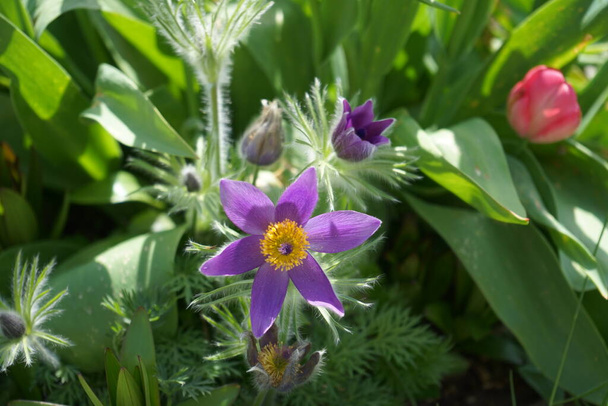 Pulsatilla vulgaris, the pasqueflower, is a species of flowering plant belonging to the buttercup family Ranunculaceae. Berlin, Germany   - Photo, Image