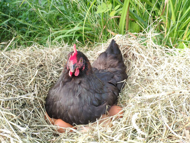 Курица вылупляет яйцо в гнезде. Черный цыпленок на сухой траве - Фото, изображение