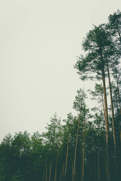 Верхівки дерев у сосновому лісі. Підготовка до дизайну
 - Фото, зображення