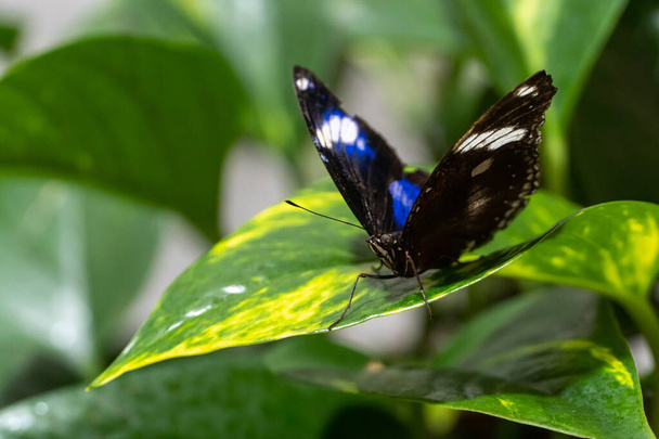 Kék Hold pillangó férfi (hipolimnák bolina) vagy közös vagy nagy tojáslégy egy kék pillangó közel zöld levél - Fotó, kép